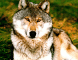 A Wolfen Friend